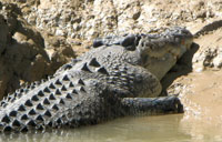 Catch Barramundi on a full day tour of a half day fishing charter on the Daly River NT