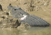 Day tour fishing charters