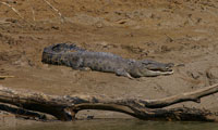 View the crocodiles in NT on the Daly River