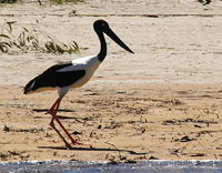 view beautiful birdlife and wildlife at the Daly River Northern Territory